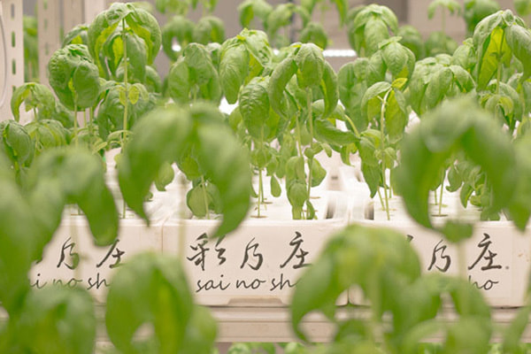 basil.jpg